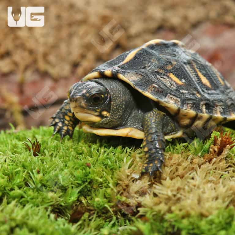 Baby Hybrid Box Turtles For Sale - Underground Reptiles