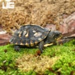 Baby Ornate Hybrid Box Turtles (Terrapene carolina bauri x Terrapene ornata ornate x Terrapene carolina carolina) For Sale - Underground Reptiles