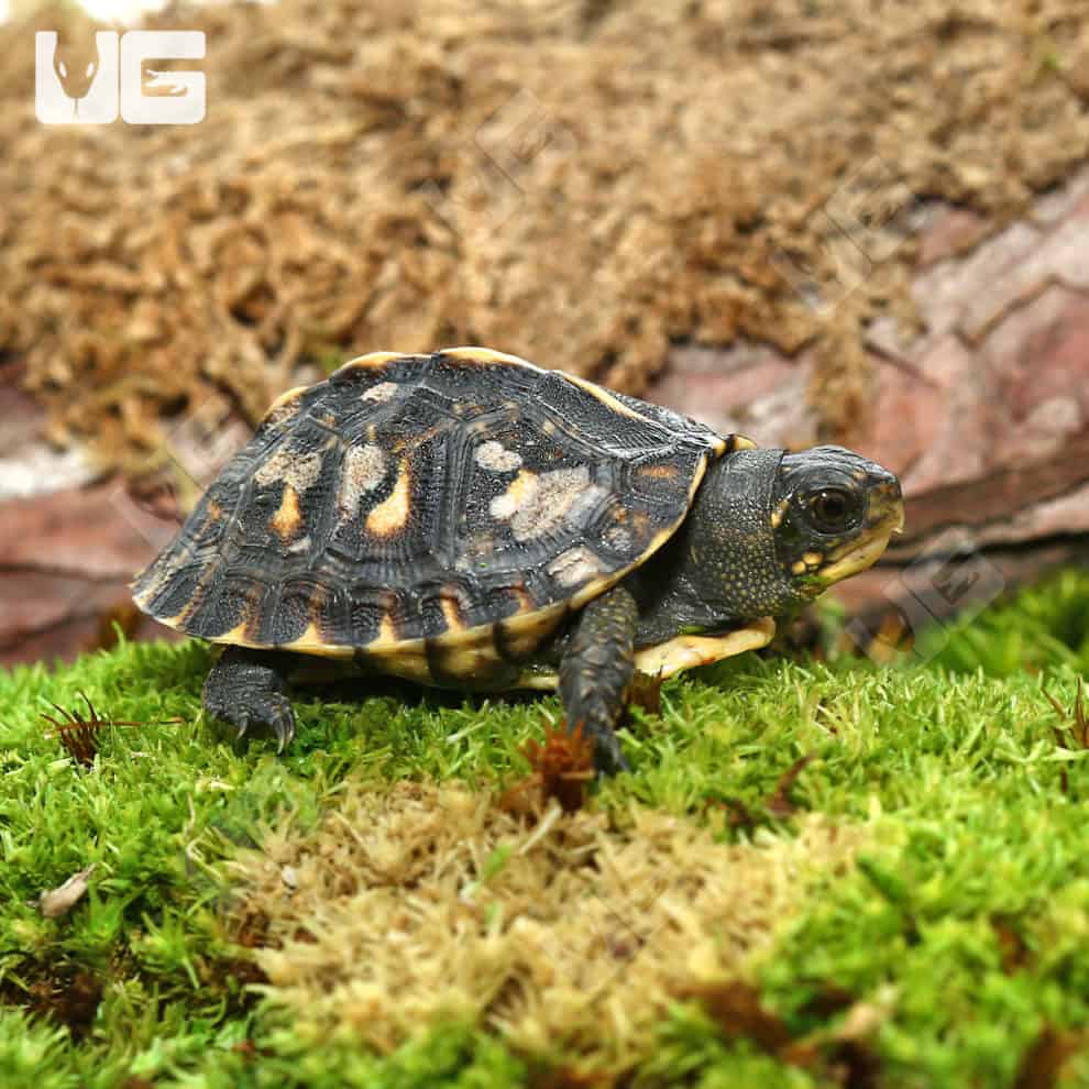 Baby Hybrid Box Turtles For Sale - Underground Reptiles