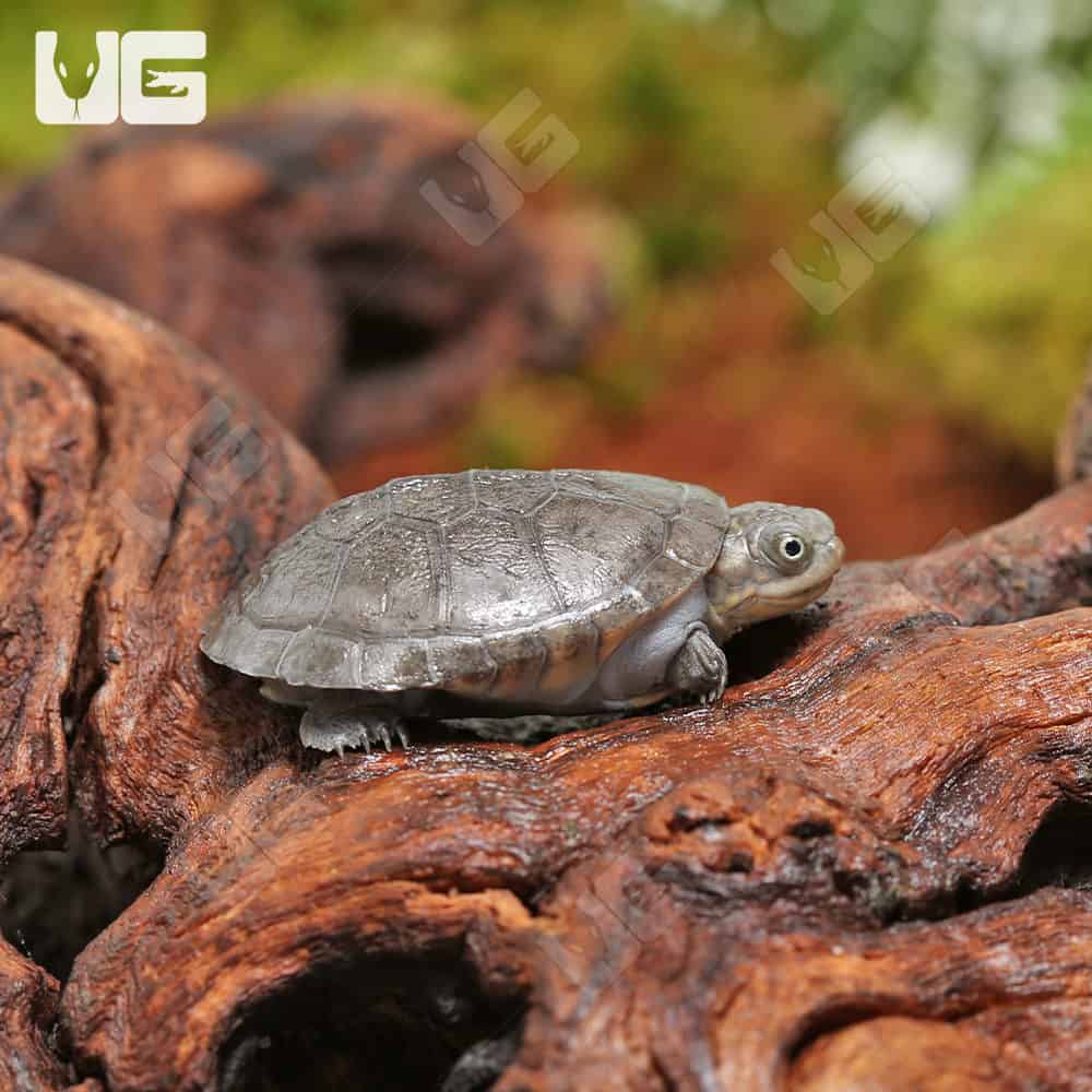 Baby West African Mud Turtles (Pelusios castaneus) For Sale - Underground Reptiles