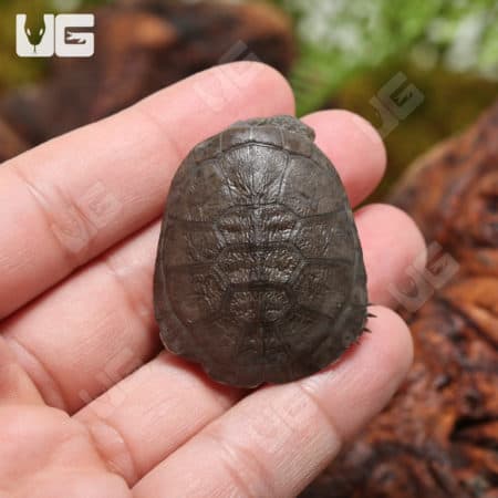 Baby West African Mud Turtles (Pelusios castaneus) For Sale - Underground Reptiles
