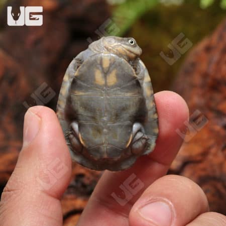 Baby West African Mud Turtles (Pelusios castaneus) For Sale - Underground Reptiles