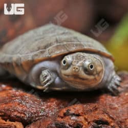 Baby West African Mud Turtles (Pelusios castaneus) For Sale - Underground Reptiles