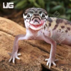 Central American Banded Geckos for sale - Underground Reptiles