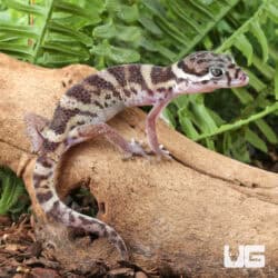 Central American Banded Geckos for sale - Underground Reptiles
