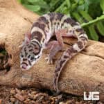 Central American Banded Geckos for sale - Underground Reptiles