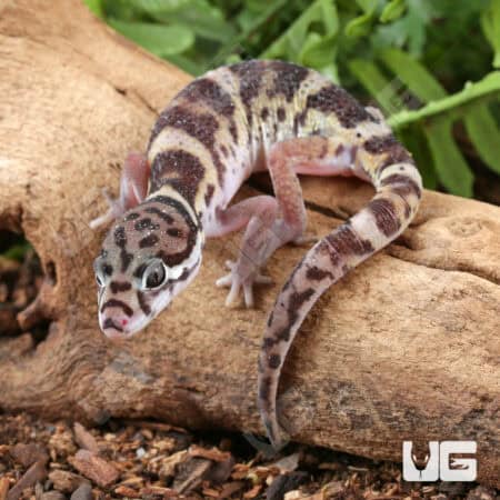 Central American Banded Geckos for sale - Underground Reptiles