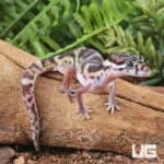 Central American Banded Geckos for sale - Underground Reptiles