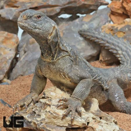 Adult Egyptian Uromastyx (Uromastyx aegyptia) for sale - Underground Reptiles