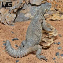 Adult Egyptian Uromastyx (Uromastyx aegyptia) for sale - Underground Reptiles