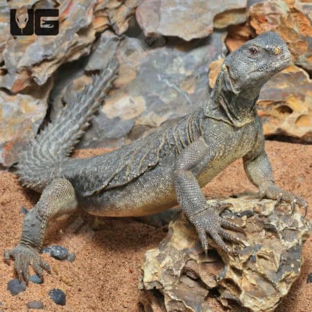 Adult Egyptian Uromastyx (Uromastyx aegyptia) for sale - Underground Reptiles