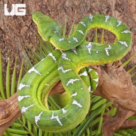 High White Emerald Tree Boas For Sale - Underground Reptiles