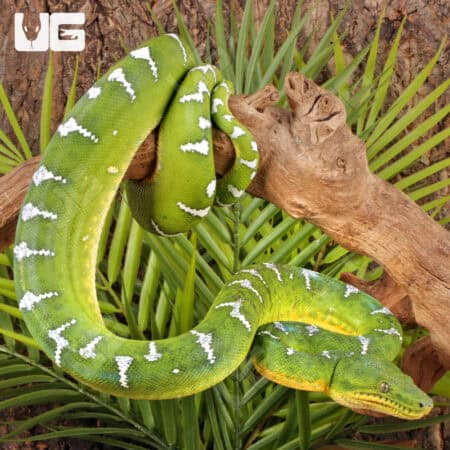 High White Emerald Tree Boas For Sale - Underground Reptiles