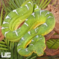 High White Emerald Tree Boas For Sale - Underground Reptiles