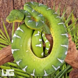 High White Emerald Tree Boas For Sale - Underground Reptiles