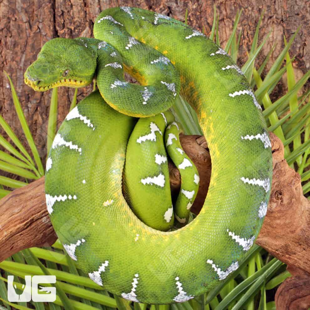 High White Emerald Tree Boas For Sale - Underground Reptiles