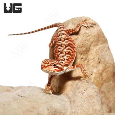 Baby Inferno Leatherback Bearded Dragons (Pogona vitticeps) For Sale - Underground Reptiles