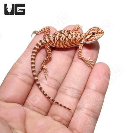 Baby Inferno Leatherback Bearded Dragons (Pogona vitticeps) For Sale - Underground Reptiles
