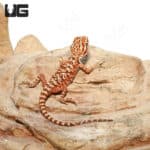Baby Inferno Leatherback Bearded Dragons (Pogona vitticeps) For Sale - Underground Reptiles