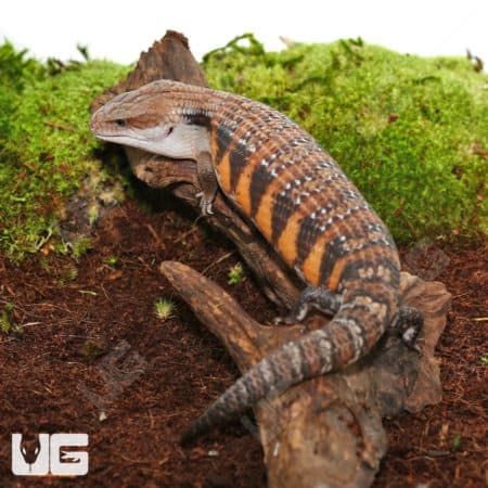 Northern Blue Tongue Skinks (Tiliqua scincoides intermedia) For Sale - Underground Reptiles