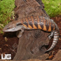 Northern Blue Tongue Skinks (Tiliqua scincoides intermedia) For Sale - Underground Reptiles