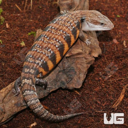 Blue Tongue Skink with caramel coloration on a log.