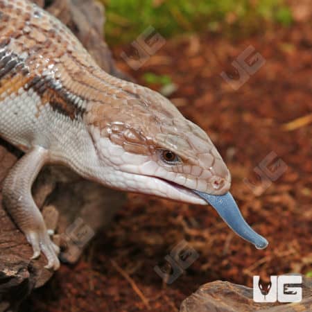 Northern Blue Tongue Skinks (Tiliqua scincoides intermedia) For Sale - Underground Reptiles