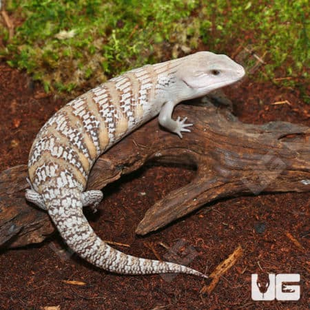 Northern Blue Tongue Skink (Tiliqua scincoides intermedia) For Sale - Underground Reptiles