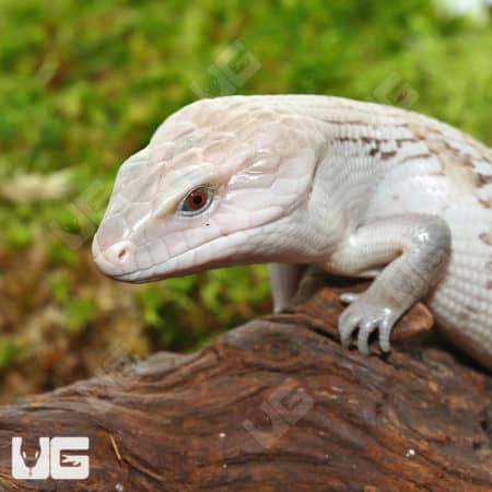 Northern Blue Tongue Skink (Tiliqua scincoides intermedia) For Sale - Underground Reptiles