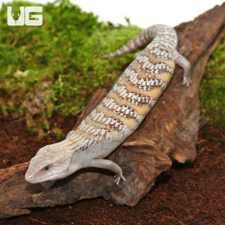 Blue Tongue Skink on Wood Log in Enclosure.