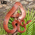 Red Amazon Tree Boas (Corallus hortulanus) For Sale - Underground Reptiles