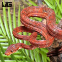 Red Amazon Tree Boas (Corallus hortulanus) For Sale - Underground Reptiles