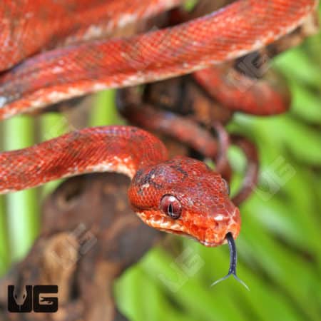 Red Amazon Tree Boas (Corallus hortulanus) For Sale - Underground Reptiles