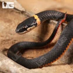 Ringneck Snakes For Sale - Underground Reptiles