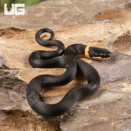 Ringneck Snakes For Sale - Underground Reptiles