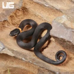 Ringneck Snakes For Sale - Underground Reptiles