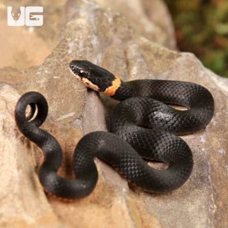 Ringneck Snakes For Sale - Underground Reptiles