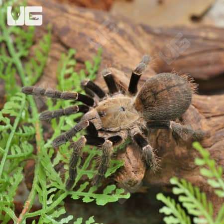 Thai Silver Earth Tiger Tarantula (Ornithoctonus Costalis) For sale - Underground Reptiles