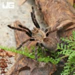 Thai Silver Earth Tiger Tarantula (Ornithoctonus Costalis) For sale - Underground Reptiles