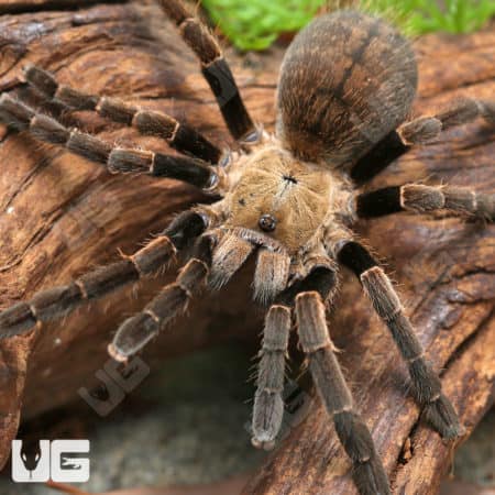 Thai Silver Earth Tiger Tarantula (Ornithoctonus Costalis) For sale - Underground Reptiles