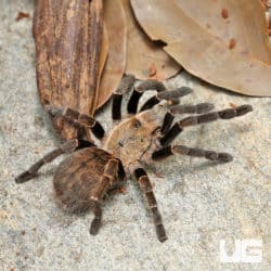 Thai Silver Earth Tiger Tarantula (Ornithoctonus Costalis) For sale - Underground Reptiles