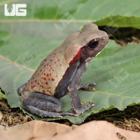 Smooth Sided Toads (Bufo guttatus) For Sale - Underground Reptiles
