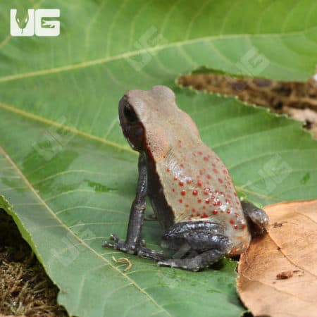 Smooth Sided Toads (Bufo guttatus) For Sale - Underground Reptiles