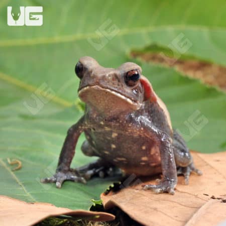 Smooth Sided Toads (Bufo guttatus) For Sale - Underground Reptiles