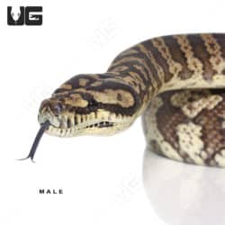 Adult Coastal Carpet Python Pair (Morelia spilota mcdowelli) For Sale - Underground Reptiles