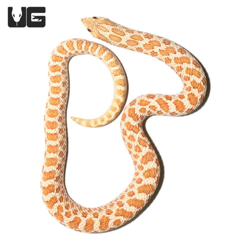 Baby Albino Western Hognose Snake For Sale - Underground Reptiles