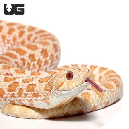 Female Yearling Albino Western Hognose For Sale - Underground Reptiles