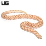 Adult Albino Western Hognose Snakes (Heterodon nasicus) For Sale - Underground Reptiles