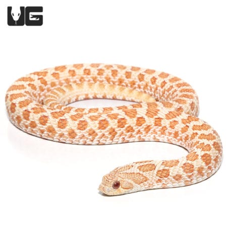 Adult Albino Western Hognose Snakes (Heterodon nasicus) For Sale - Underground Reptiles
