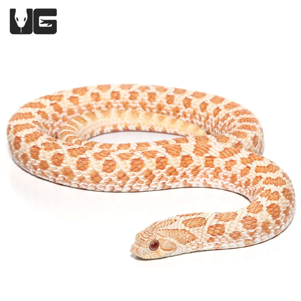 Female Yearling Albino Western Hognose For Sale - Underground Reptiles